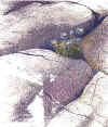 wpe10.jpg (60854 octets)