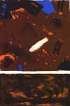 wpe14.jpg (22078 octets)