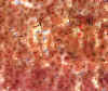 wpe16.jpg (26948 octets)