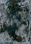GR/hmavridis1.jpg (43312 octets)