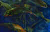wpe1.jpg (25120 octets)
